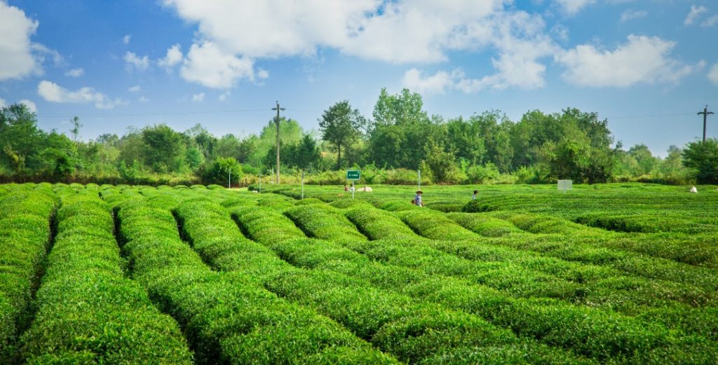 باغ چای نیوشا در فومن