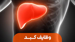 وظایف کبد به عنوان رئیس بدن
